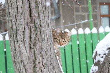 Tabby cat with green eyes is peeking behind the tree in a snowy winter setting