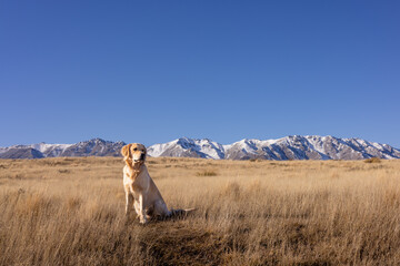 Golden retriever out for a walk in wilderness