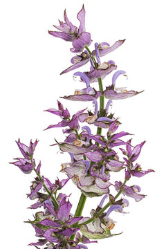 Inflorescences clary sage, lat. Salvia sclarea, isolated on white background