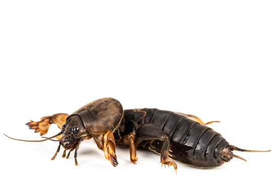 Mole cricket insect, lat. Gryllotalpidae, isolated on white background