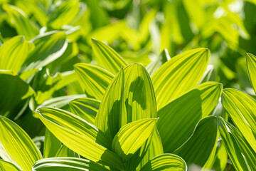 Fototapeta premium コバイケイソウの葉