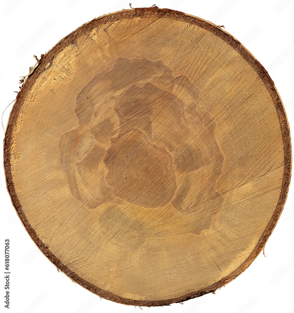 Poster closeup of a cross section of a tree trunk isolated on white or transparent background, high resolut