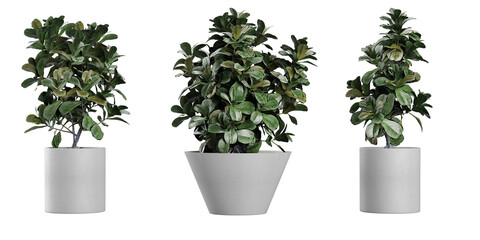 collection of ornamental pot plant Ficus Lyrat on isolated transparent background