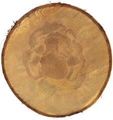 Closeup of a cross section of a tree trunk isolated on white or transparent background, high...