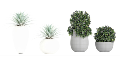 Set of Blue Agave,Star Jasmine isolated transparent background collection