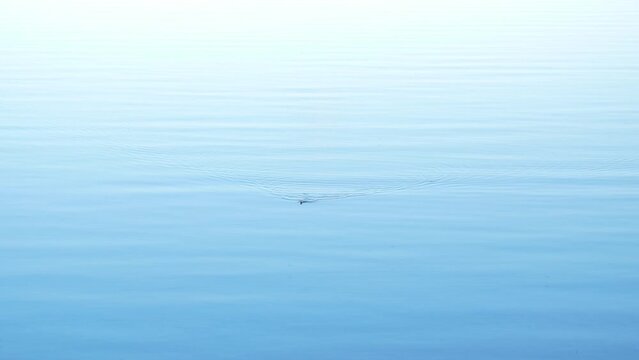 Black swedish water snake swimming elegantly in a lake.