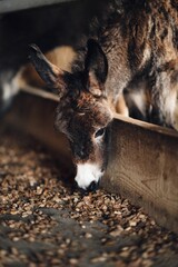 Adorable donkey stands alone by a trough in a dusty rural setting.