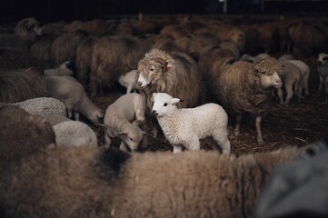 Flock of sheep in a rustic barn setting.
