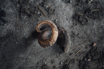 Closeup of a sheep's horn against a dirt background.