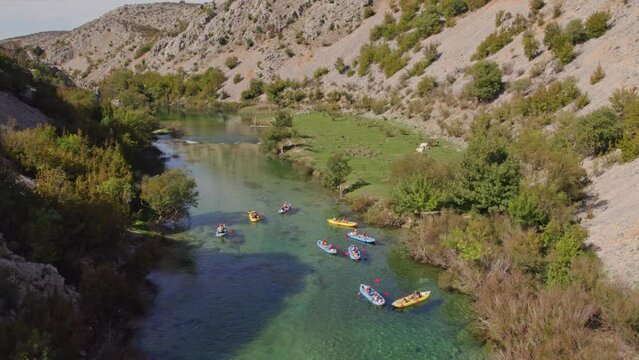 Big group of kayaks floating in Zrmanja river with grazing cows, aerial