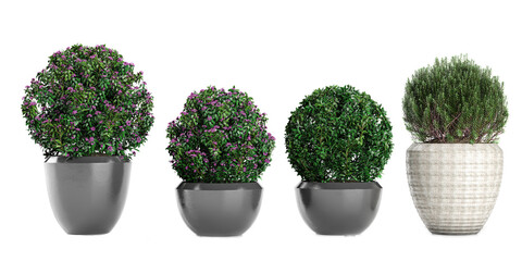 Set of Daphne Spring Pink Eternal,Fragrance,Rosemary isolated transparent background collection