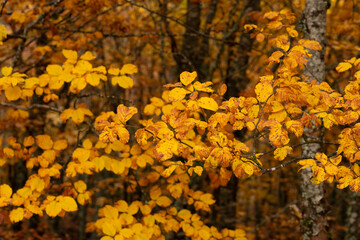 Colorful beech, oak and pine forest in autumn in MAmpodre, North of Spain