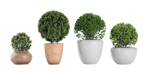Set of Euonymus japonicus, Laurus Nobilis  isolated transparent background collection