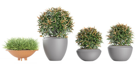 Set of Oleander, Aranda isolated transparent background collection