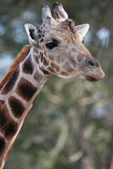 Vertical shot of a giraffe with its long neck against the backdrop of the lush greenery