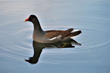 Common moorhen gliding through the tranquil water, illuminated by the magnificent blue sky