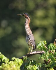 Beautiful Green heron perched atop a lush green tree branch, surrounded by a plethora of foliage
