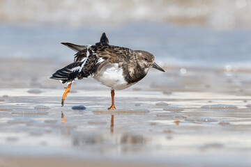 Turnstone stretching wings