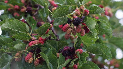 The photo captures a cluster of mulberries ripening on the tree, their luscious sweetness and vibrant hue embodying the essence of nature's bounty.
