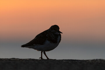Turnstone on the sea wall at daybreak