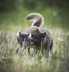 Two young Arctic foxes playing in a lush meadow of tall grass, enjoying the summer day