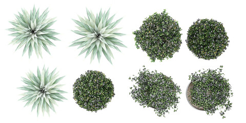 Top view of Star Jasmine,Blue Agave isolated transparent background collection