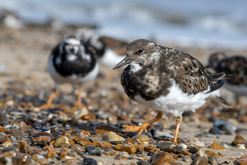 A group of Turnstone feeding on a shingle beach