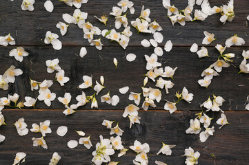 Background of jasmine flowers on a wooden background. copy space