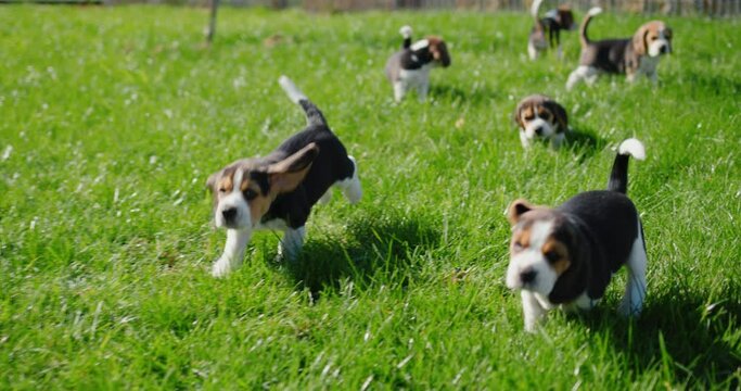 Active little beagle puppies running on green grass. Slow motion video