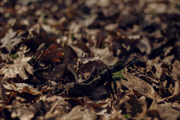 autumn leaves on the ground