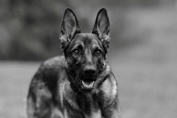 Grayscale shot of a King Shepherd dog on a blurred background