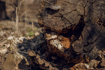 bark texture