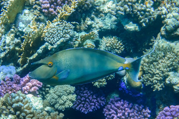 Naklejka na ściany i meble bluespine unicornfish swimming between wonderful colorful corals in the reef