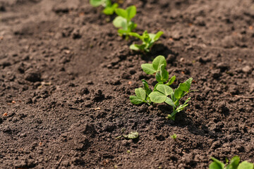 Pea sprouts in the garden.