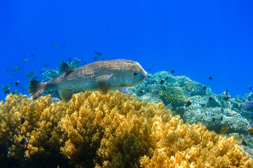 spot fin porcupinefish swimming over a coral reef with blue sea water in egypt