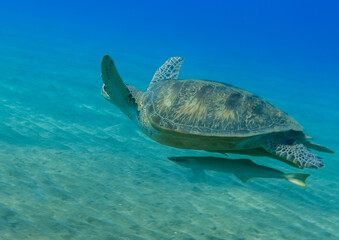 wonderful hawksbill turtle with pilotfishes swimming over green seabed and clear blue water