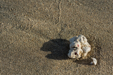 Fototapeta na wymiar white piece from a coral in the sand from the beach on vacation