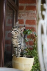 Gray striped kitten sitting on a pot near a window sill looking at the window