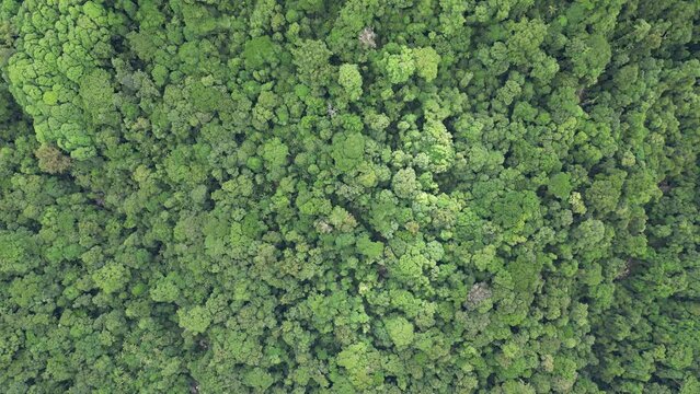 Aerial view over green treetops in a forest in Australia
