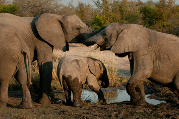 Naklejka na ściany i meble Elephants family in the Serengeti