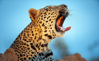 Leopard yawning