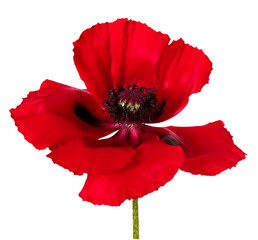 Beautiful red poppy flower isolated.