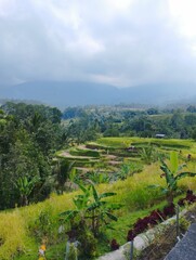 Fototapeta na wymiar Bali Island 25 June 2023 : Rice terraces View in Jatiluwih, Tabanan, Indonesia