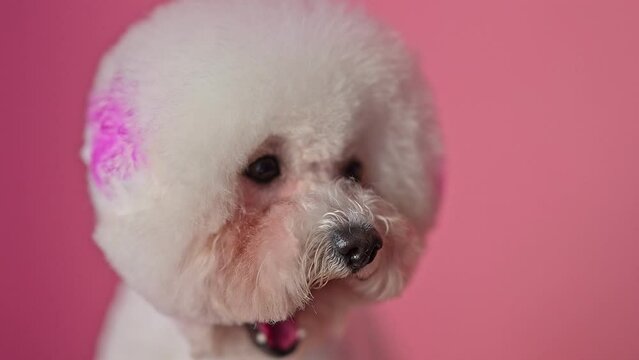 Bichon Frise posing on a pink background