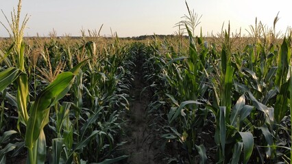 Corn young field. Seedlings planted in a row.