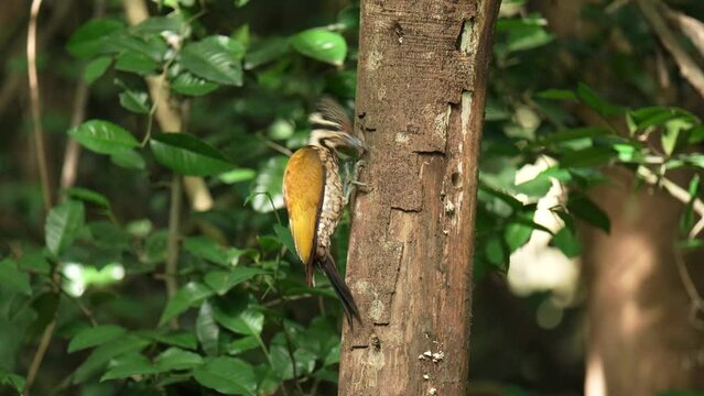 Common flameback, Common goldenback birds foraging on tree stumps.