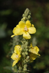 Yellow small-flowered mullein