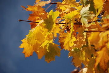 Yellow and green maple leaves playing in the wind