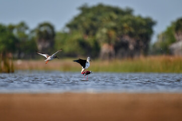 Black winged stilt