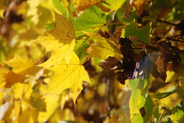 Yellow and green maple leaves playing in the wind